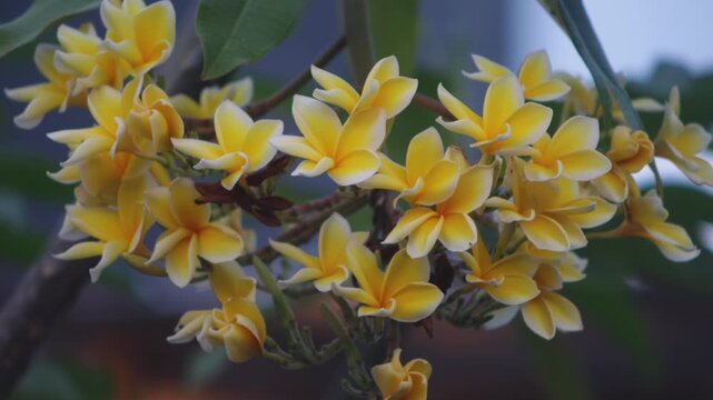 Yellow Frangipani or Bunga Kamboja Flowers Swaying Gently in the Wind