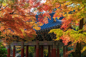 Autumn scenery of Bulguksa Temple in Gyeongju, Korea, with its beautiful red maple trees.