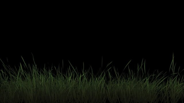 green, lawn, grass, field, meadow, garden, 