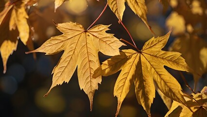 Golden autumn maple leaves close-up glowing in warm sunlight during fall season