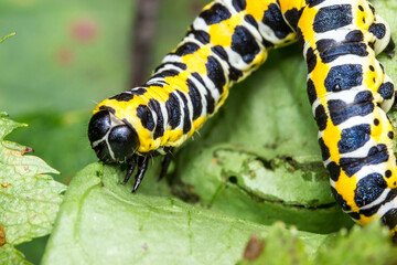yellow white black caterpillar on a green blurred background. colorful detailed macro photo of an insect in the wild. close-up. space for text. screensaver. bokeh