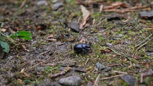 Earth Boring Dung Beetle Insect Crawling on Forest Floor