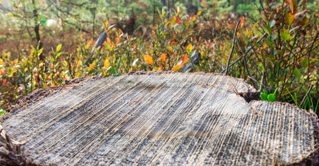 foggy forest. free space. background for inserting an object or subject. colorful natural photo.