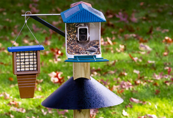 Backyard bird feeding set-up on a post with a squirrel baffle. A bird feeder dispenses seed. A camera captures bird videos and images. A suet feeder hangs from a high post.
