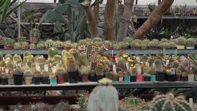 Succulent growers hothouse. Succulent farm production. Botanical collection of arid plants