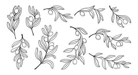 Olive branches with leaves and olives set. Hand drawn botanical elegant linear minimal illustration. Vector outline illustration perfect for packaging, logo, pattern, greeting card, Invitation design