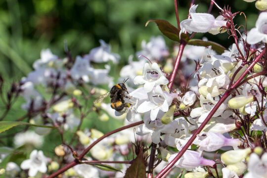 Penstemon flowers on a blurred background with highlights and bokeh. colorful flower macro photo. space for text. beautiful screensaver. close-up.