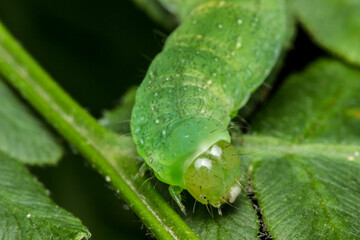 cabbage caterpillar . wildlife. colorful detailed macro photo of an insect. close-up. space for text. screensaver. bokeh