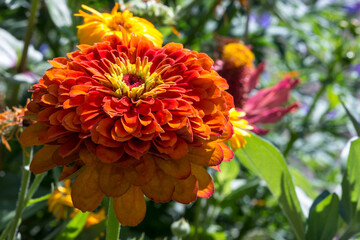 zinnia. colorful detailed macro photo of a flower. blurred background with highlights, bokeh. space for text. natural beauty