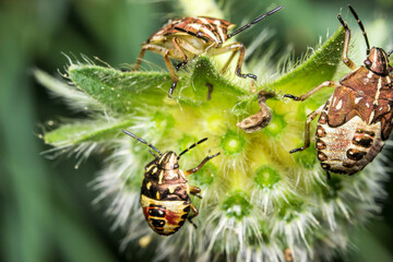 family of bugs. wildlife. colorful detailed macro photo of an insect. close-up. space for text. screensaver. bokeh