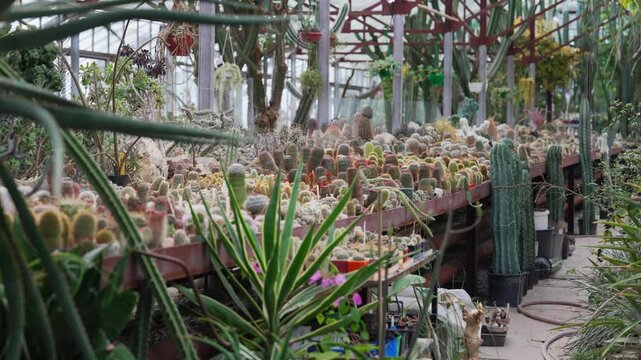 Succulent growers hothouse. Botanical collection of arid plants