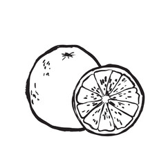 Vivid illustration of orange halves with textured peel and pulp