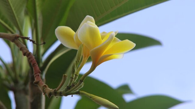 Yellow Frangipani or Bunga Kamboja Buds and Blooms Against Tropical Sky