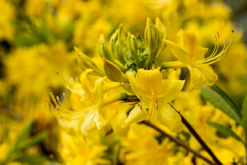 the birch bark is beautiful yellow. bright flowers. close-up. natural lighting