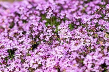pink and white thyme flowers. blurred background with highlights and bokeh. close-up. colorful flower photo. natural lighting.