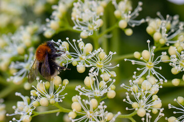 The hydrangea is petiolate, pollinated by bumblebees. close-up. colorful aerial photography. Bumblebee on white flowers.