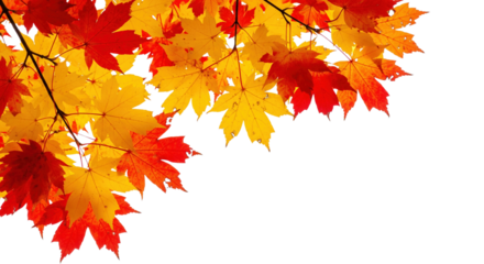 Autumn branches with bright yellow and red maple leaves isolated on a transparent background. Ideal for corner frames and background designs.