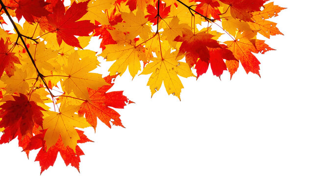 Autumn branches with bright yellow and red maple leaves isolated on a transparent background. Ideal for corner frames and background designs.