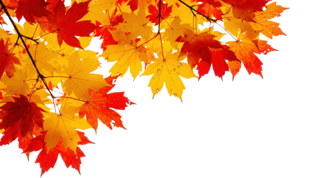 Autumn branches with bright yellow and red maple leaves isolated on a transparent background. Ideal for corner frames and background designs.