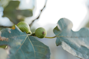 fig fig tree green fig leaves closeup unripe fruit natural light branch: Close-up of unripe green figs on a fig tree branch with textured leaves and soft morning light in a home garden, botanical use