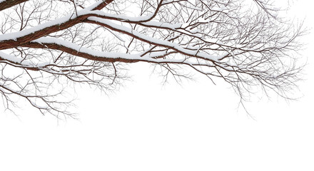 A thick tree trunk and branches, isolated on a transparent background and covered in snow. A winter scene, offering a natural, cold look for backgrounds or border designs.