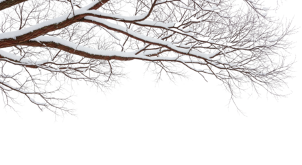 A thick tree trunk and branches, isolated on a transparent background and covered in snow. A winter scene, offering a natural, cold look for backgrounds or border designs.