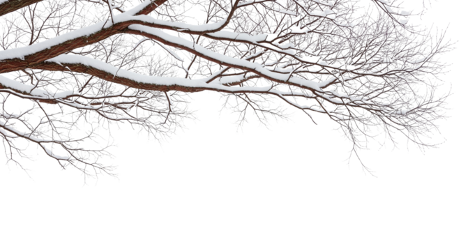 A thick tree trunk and branches, isolated on a transparent background and covered in snow. A winter scene, offering a natural, cold look for backgrounds or border designs.