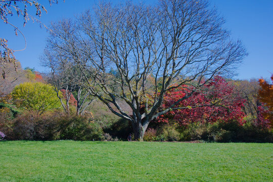 Solitary Large Tree With Colorful Autumn Foliage In A Lush spacious Park Setting. Leafless tree centered against a vibrant autumn backdrop. Green grass foreground, colorful red, orange, and yellow shr