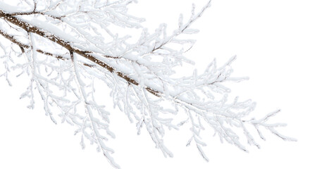 Fototapeta premium Transparent background with isolated winter tree branches covered in snow and ice. Natural, cold background for frame or border design in the upper corner.