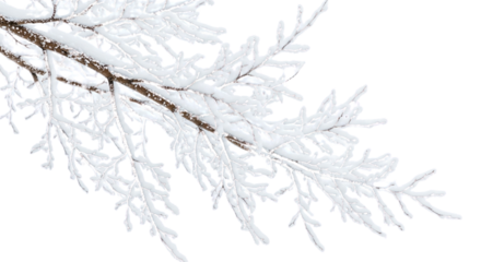 Transparent background with isolated winter tree branches covered in snow and ice. Natural, cold background for frame or border design in the upper corner.