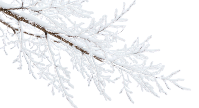 Transparent background with isolated winter tree branches covered in snow and ice. Natural, cold background for frame or border design in the upper corner.