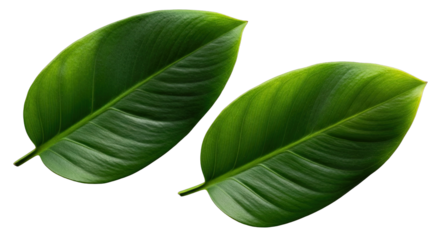 Two Vibrant Green Leaves Isolated on Black Background Showing Detailed Veins and Dew Drops Natural Freshness and Organic Beauty