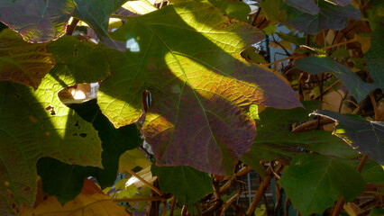 NC Hville Oak Leaf Hydrangea Green to Red  2025