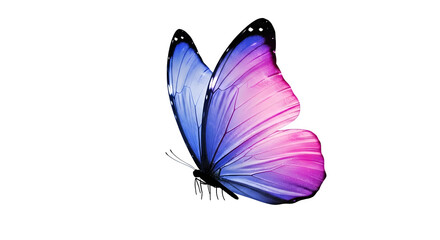 Close up of a single iridescent butterfly wing with pink and blue gradient colors isolated on transparent background