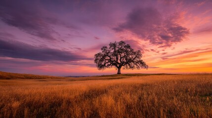 A solitary oak tree stands in a golden field at sunset, with a vibrant sky filled with hues of pink, orange, and purple, casting a warm glow over the scene.