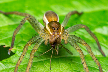 spider with prey. wildlife. colorful detailed macro photo of an insect. close-up. space for text. screensaver.