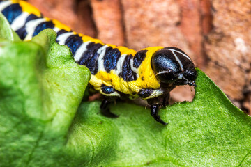 caterpillar. colorful detailed macro photo of an insect in the wild. close-up. space for text. screensaver. bokeh