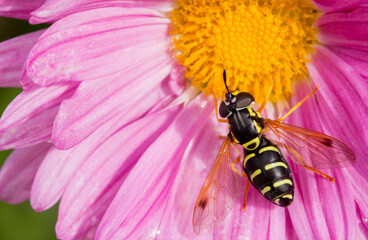 hoverfly on a chrysanthemum flower. colorful detailed macro photo of an insect. screensaver. wildlife. close-up. text space.