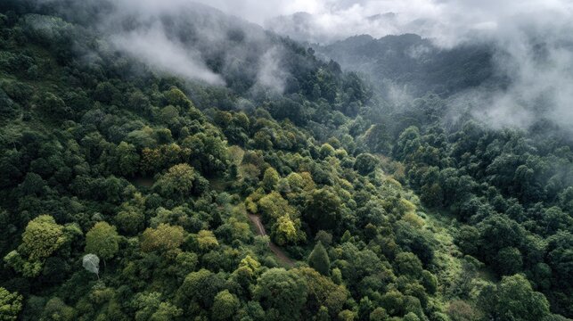 A dense forest with misty clouds, featuring a winding path through the trees, with a mountain range in the background. - Powered by Adobe
