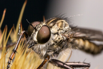 giant robber flies on a dark background. colorful detailed macro photo of an insect. screensaver. wildlife. close-up. text space.