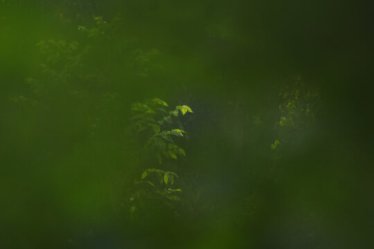 A Glimpse of Light in the Dense Canopy of the Aravalli Range