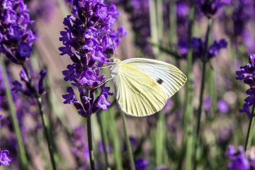 white butterfly . wildlife. colorful detailed macro photo of an insect. close-up. space for text. screensaver. bokeh.