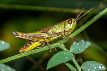 green grasshopper in the grass . wildlife. colorful detailed macro photo of an insect. close-up. space for text. screensaver.