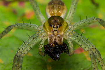 spider hunter with prey on a green leaf. wildlife. colorful detailed macro photo of an insect. close-up. space for text. screensaver.