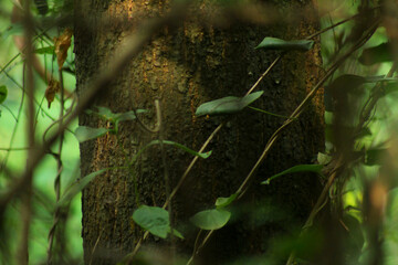 Deep Forest Texture and Climbing Vines in Jaldapara Reserve