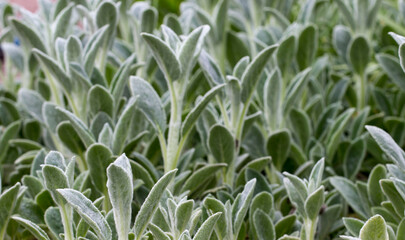 the plant is pure woolly with silvery leaves. It is a small semi-shrub with ash-green terry leaves and large inflorescences that are pleasant to the touch. Woolly chistets (Stachys lanata)