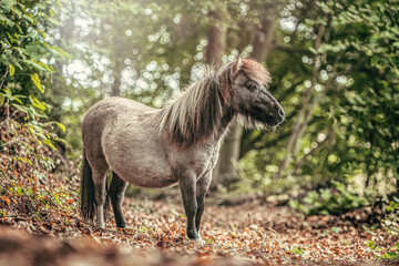Fototapeta premium Dun Shetland Pony standing in a sunlit forest clearing during early autumn
