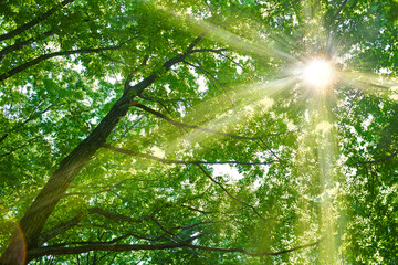 緑の木　太陽光