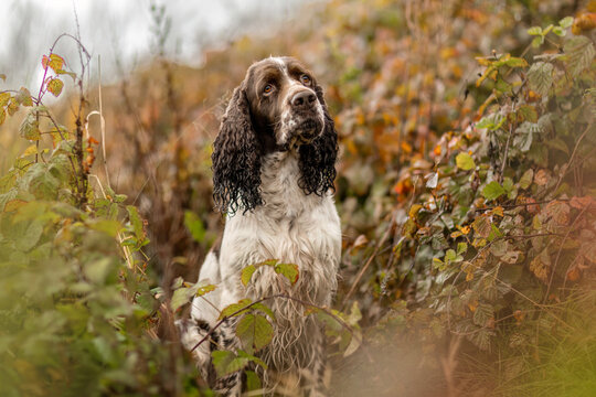 Old English Cocker Spaniel sitting in autumn foliage with soft natural light