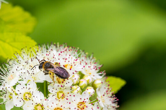 honey bee on white spirea flowers. colorful photo of wildlife. macro photo of an insect. close-up. space for text
